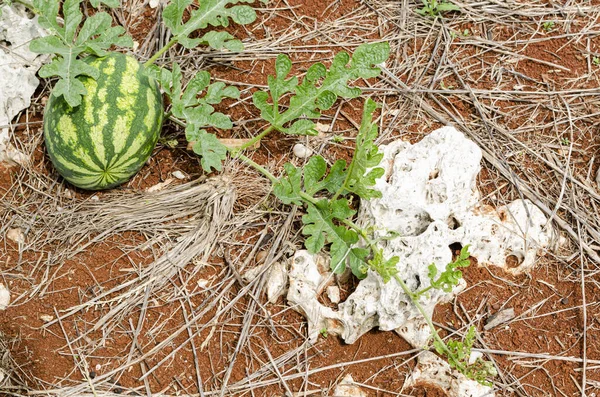 Isoliert Einem Garten Steht Eine Gestreifte Melone Einer Weinrebe Die — Stockfoto