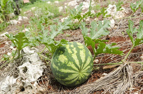 Isolerad Melon Som Odlas Stenig Täckt Med Tunt Lager Torkat — Stockfoto