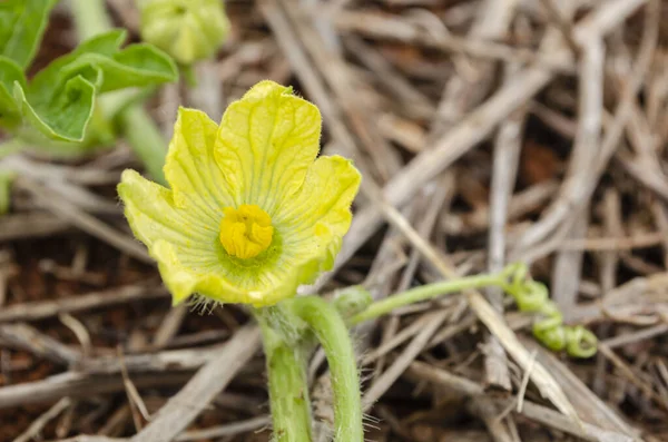 Einem Garten Der Mit Getrocknetem Gras Bedeckt Ist Steht Eine — Stockfoto