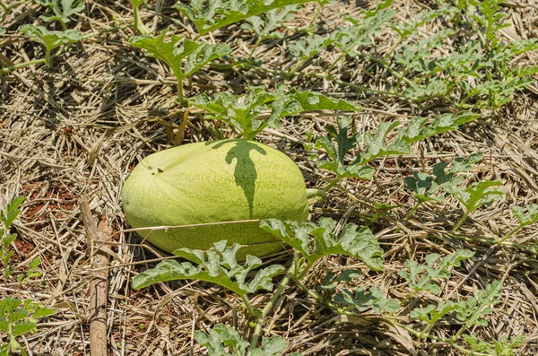 Eine Isolierte Melone Die Auf Land Angebaut Wird Das Mit — Stockfoto