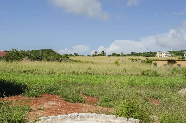 Sparsely Populated Area Grassland Growing Guinea Grass Blue Sky Scattered — Stock Photo, Image