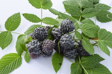 Beyaz arka planda iki küçük demet mor olgun siyah ahududu ve dikenli gövdelerinde yapraklar var..