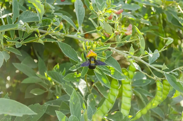 Czarny Żółty Podszyty Cieśla Pszczoła Hoovers Ląduje Kwiecie Gołębia Groszek — Zdjęcie stockowe