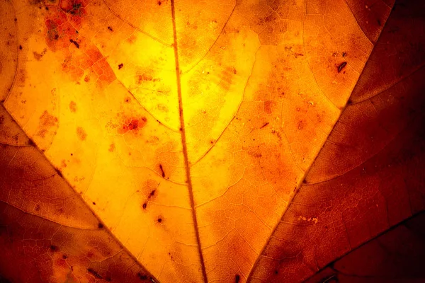 Gele esdoorn blad herfst macro — Stockfoto