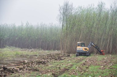 Derry, İngiltere - 9 Nisan 2020: CP Kiralık Kazıcı yakıt için söğüt ağacı biyokütlesi topluyor.