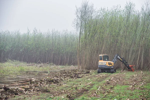Derry, İngiltere - 9 Nisan 2020: CP Kiralık Kazıcı yakıt için söğüt ağacı biyokütlesi topluyor.