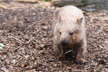 Close-up on an wombat, Australian native animal clipart