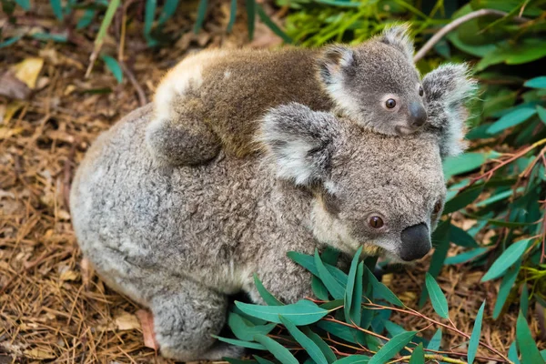 Australijski koala bear rodzimych zwierząt z dzieckiem — Zdjęcie stockowe