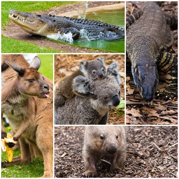 Fotó kollázs, az ausztrál őshonos vadon élő állatok — Stock Fotó