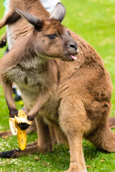 Kangur, jedzenie banana z śmieszną twarz — Zdjęcie stockowe