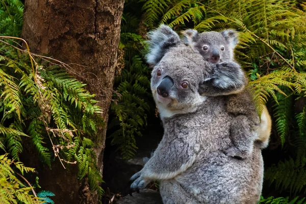 Avustralya koala ayısı yerli hayvan bebek ile — Stok fotoğraf