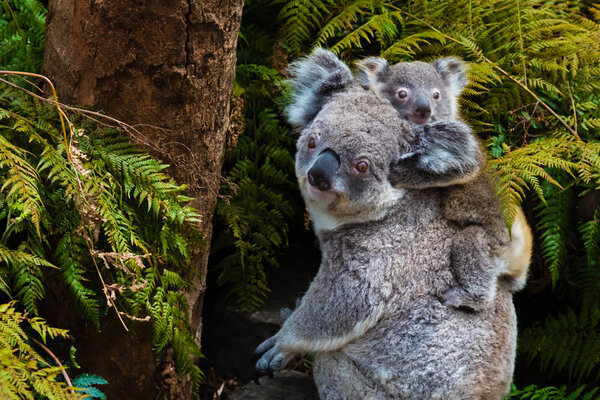 Australian koala bear native animal with baby