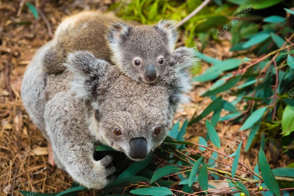 Australian koala bear native animal with baby — Stock Photo © stanciuc1