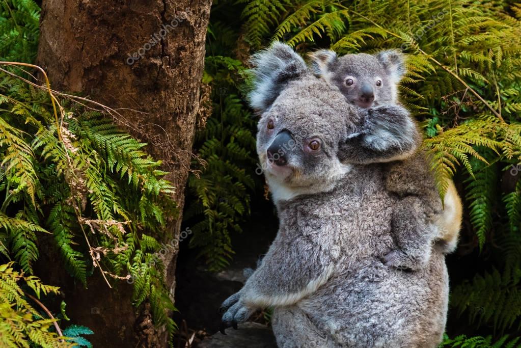Australian koala bear native animal with baby — Stock Photo © stanciuc1
