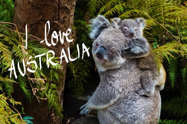 Coala australiano urso animal nativo com bebê e eu amo texto Austrália — Fotografia de Stock