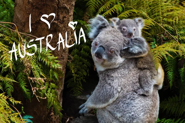 Ausztrál koala medve őshonos állat baba, és szerelem Ausztrália szöveg — Stock Fotó