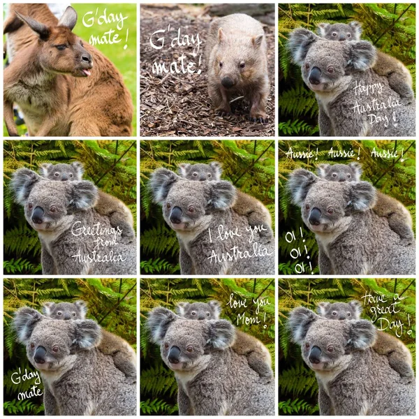 Fénykép collage ausztrál koala medve őshonos állat baba és különböző Üdvözlet — Stock Fotó
