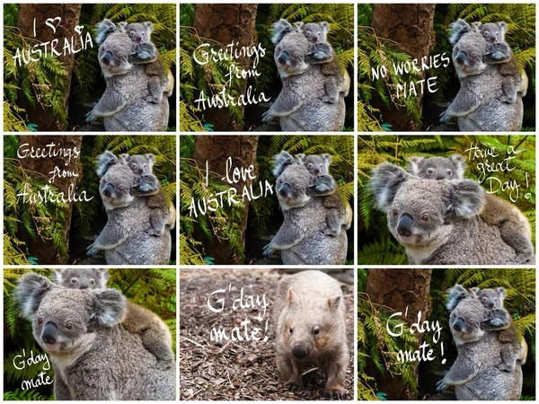 Kolaż z australijskiego koala bear rodzimych zwierząt z baby i różnych pozdrowienia — Zdjęcie stockowe