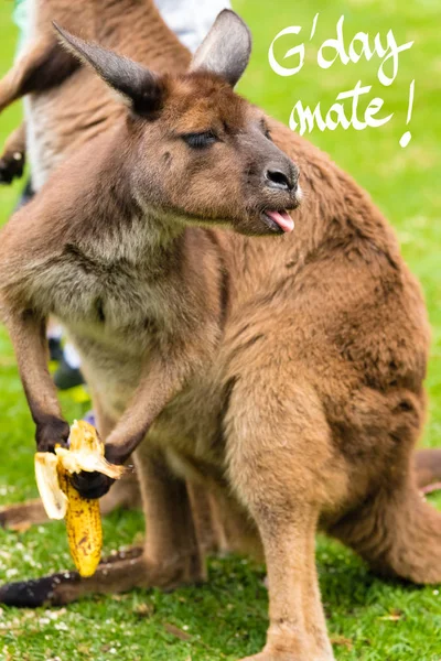 Közelről egy kenguru, enni egy banánt egy vicces arc, és a napot Mate üdvözlés — Stock Fotó