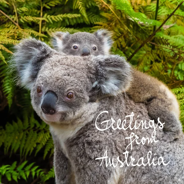 Ausztrál koala medve őshonos állat baba és Üdvözlet Ausztrália szövegből — Stock Fotó