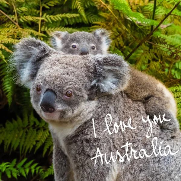 Coala australiano urso animal nativo com bebê e eu te amo texto Austrália — Fotografia de Stock