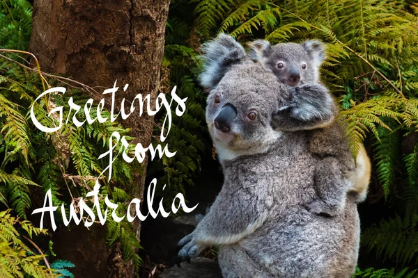 Коала нести рідного тварин з дитиною і привітання від Австралії тексту — стокове фото
