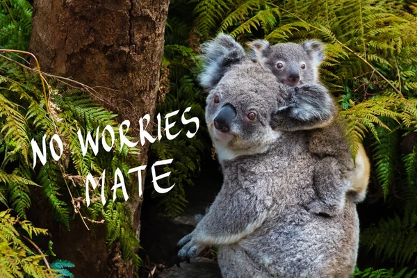 Medvídek koala australský nativní zvíře s dítětem a No Worries textu mate — Stock fotografie