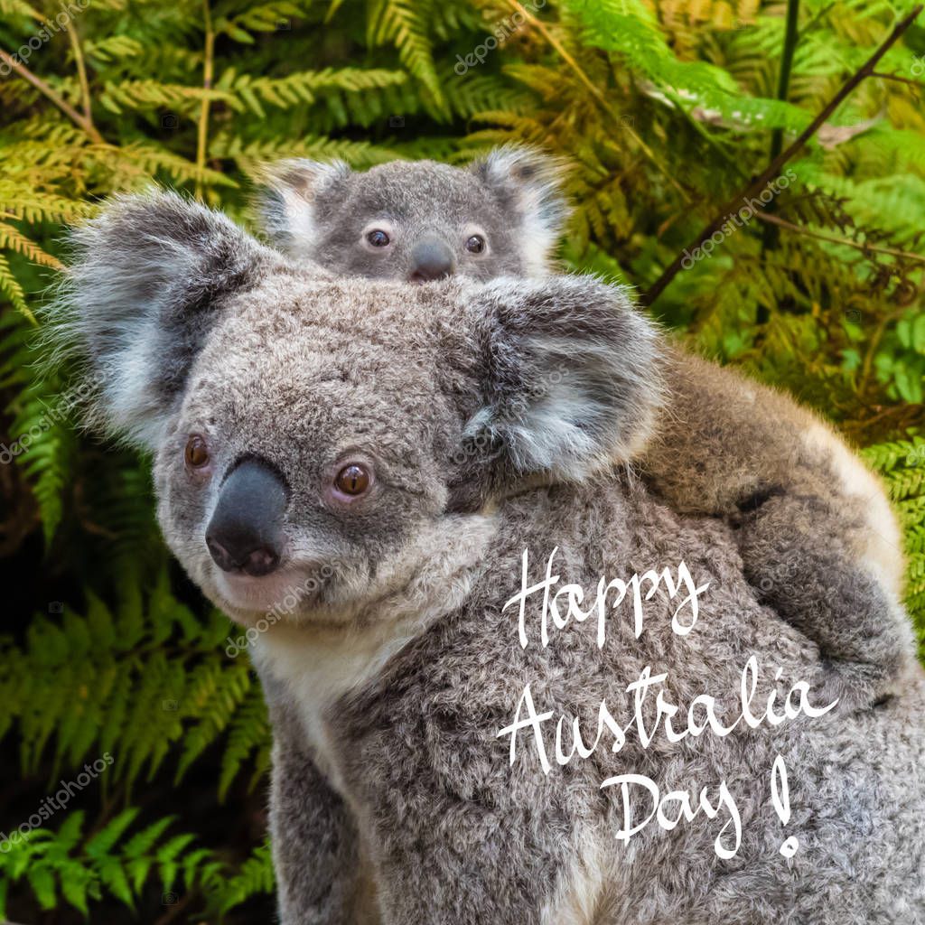 Australian koala bear native animal with baby and Happy Australia Day  greeting Stock Photo by ©stanciuc1 129682338