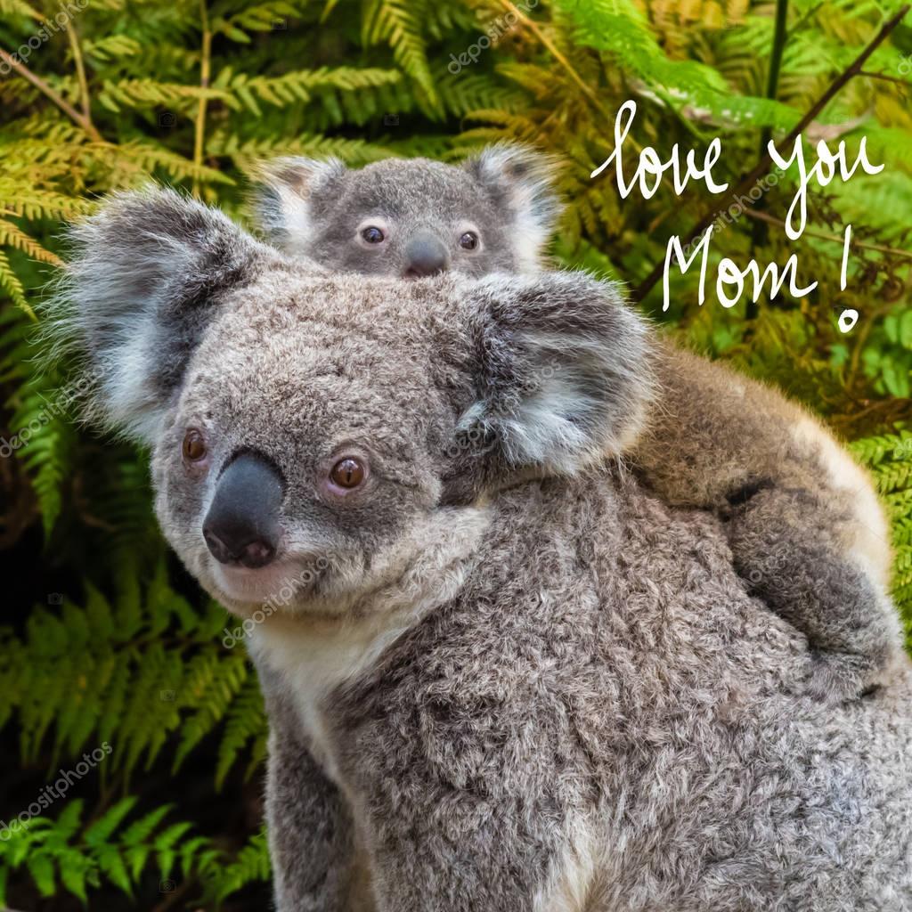 immagini koala da scarica