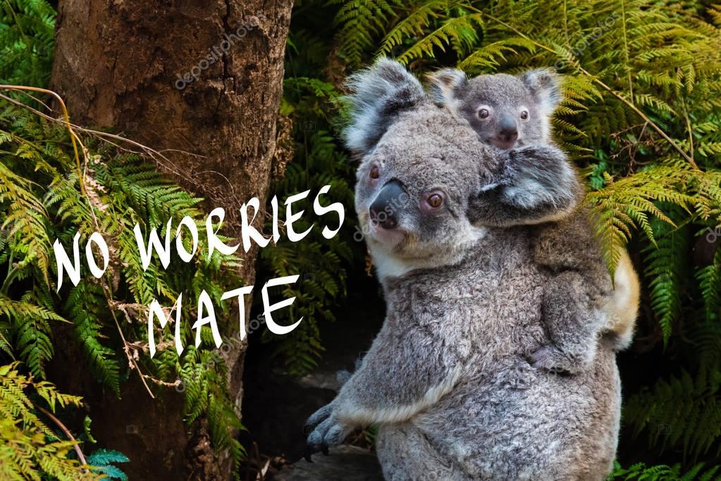Australian koala bear native animal with baby and No Worries mate text — Stock Photo © stanciuc1