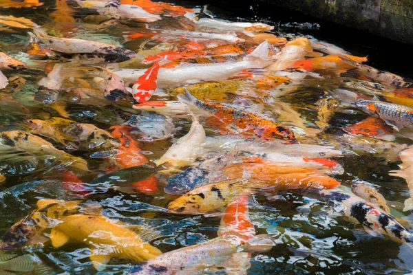 Asya koi carps suda yüzen