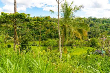 Pirinç Teras alanı yakınındaki Rendang, Bali, Endonezya