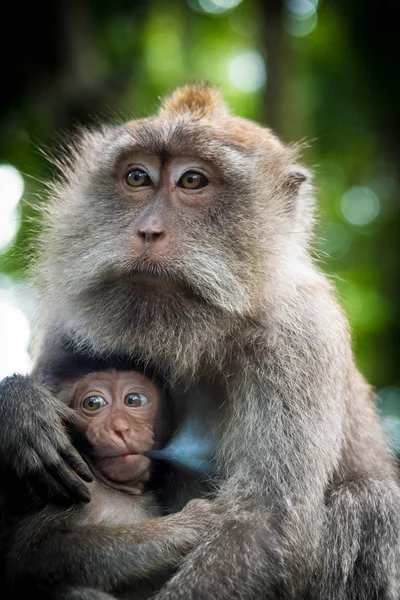 Mono macaco hembra con cachorro en Monkey Forest, Bali, Indonesia — Foto de Stock