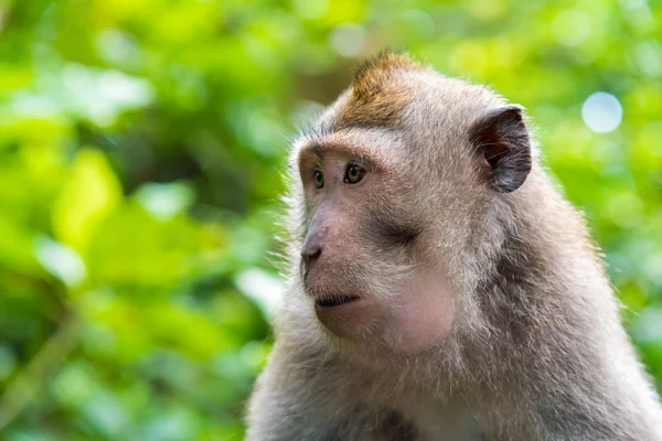 Portret van makaak monkey met kopie ruimte voor tekst — Stockfoto