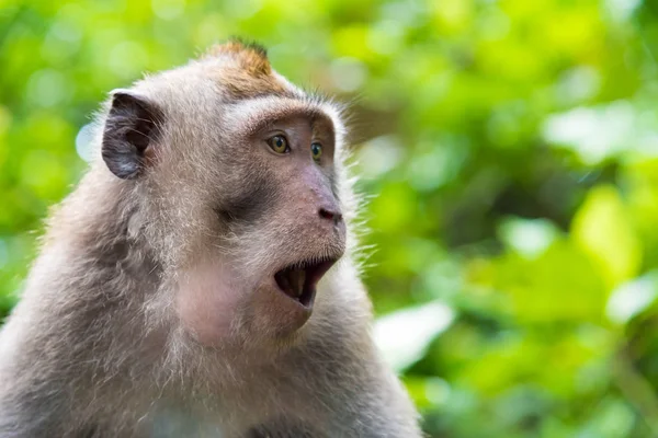 Retrato de mono macaco con espacio para copiar — Foto de Stock