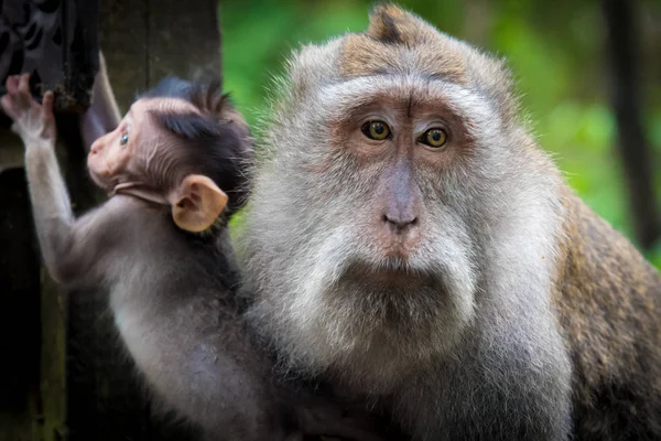 雌猕猴猴子，猴子森林，巴厘岛，幼崽 — 图库照片