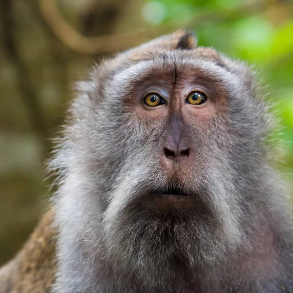 Portrait of macaque monkey with copy space for text
