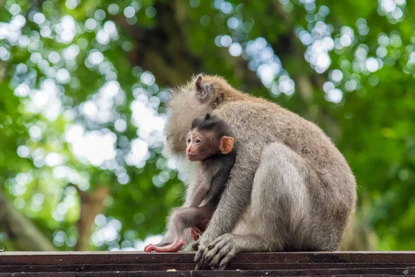 Kvinnliga makak apa med cub at Monkey Forest, Bali, Indonesien — Stockfoto