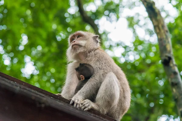 Mono macaco hembra con cachorro en Monkey Forest, Bali, Indonesia —  Fotos de Stock