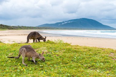 Diamond Head beach, Nsw, Avustralya otlatma kanguru grup