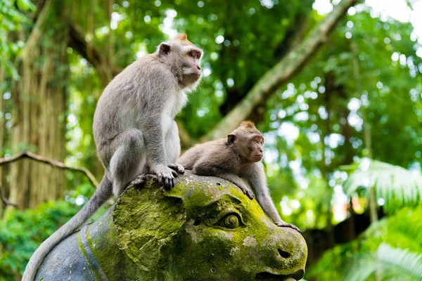 Monos macacos en Monkey Forest, Bali, Indonesia —  Fotos de Stock