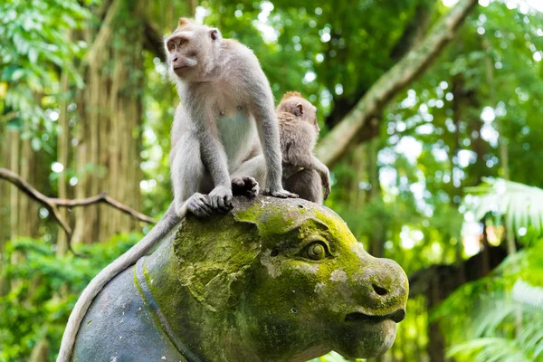 Monos macacos en Monkey Forest, Bali, Indonesia — Foto de Stock