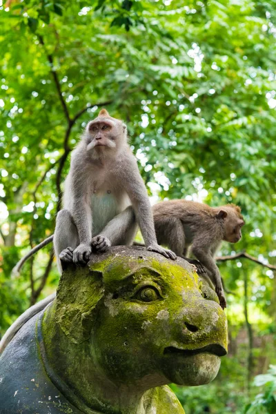 Monos macacos en Monkey Forest, Bali, Indonesia — Foto de Stock