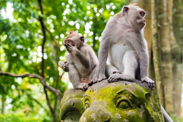 猕猴在猴子森林，印度尼西亚巴厘岛 — 图库照片