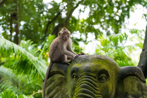 Mono macaco en Monkey Forest, Bali, Indonesia —  Fotos de Stock