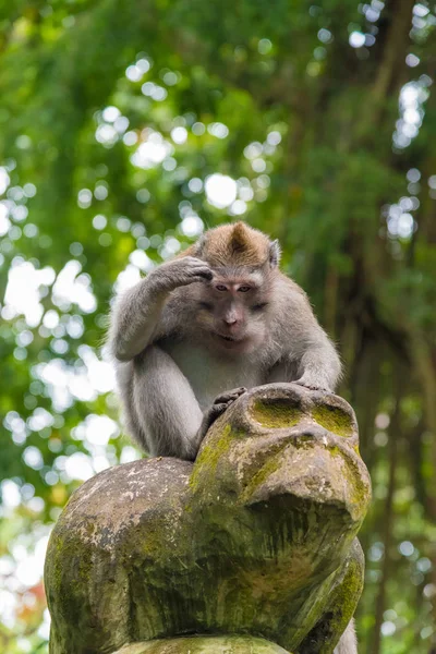 Πίθηκος μακάκος at Monkey Forest, Μπαλί, Ινδονησία — Φωτογραφία Αρχείου