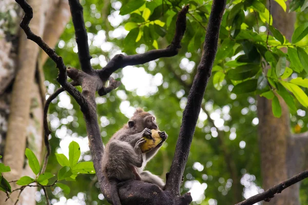 Makak małpa at Monkey Forest, Bali, Indonezja — Zdjęcie stockowe