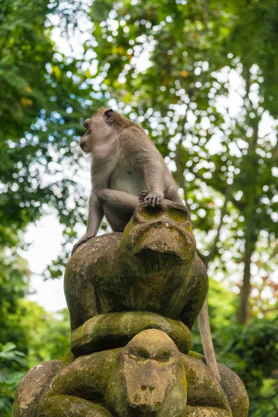 Mono macaco en Monkey Forest, Bali, Indonesia —  Fotos de Stock