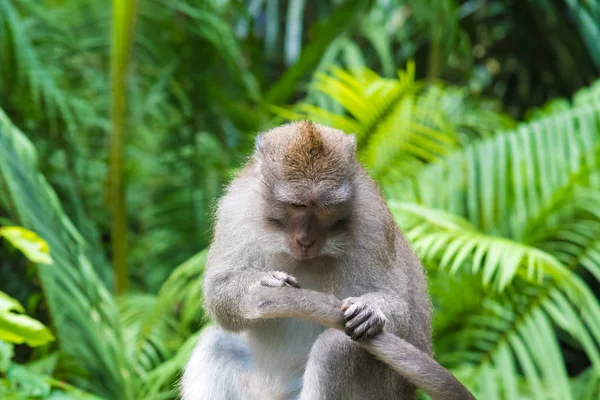 Makaak monkey op Monkey Forest, Bali, Indonesië — Stockfoto