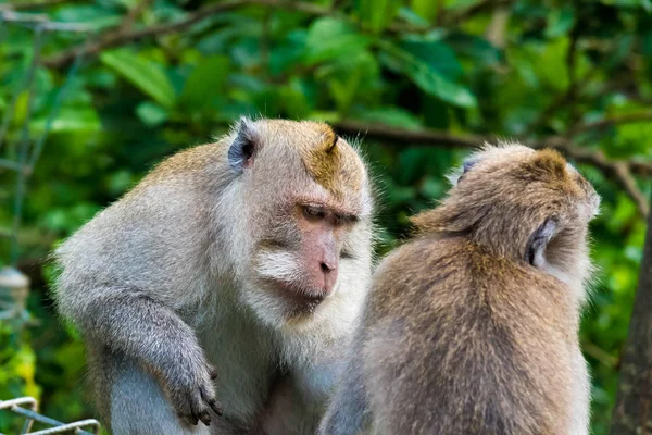 猕猴在猴子森林，印度尼西亚巴厘岛 — 图库照片